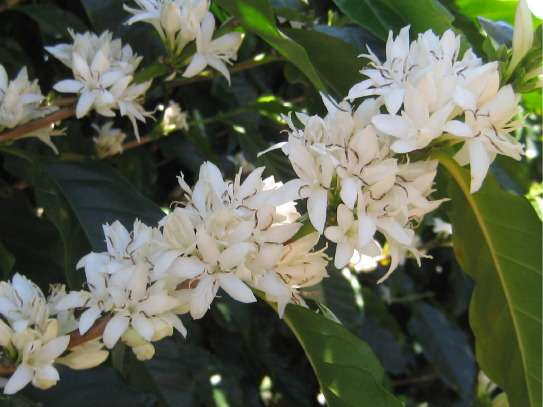 Costa Rican Coffee Flower